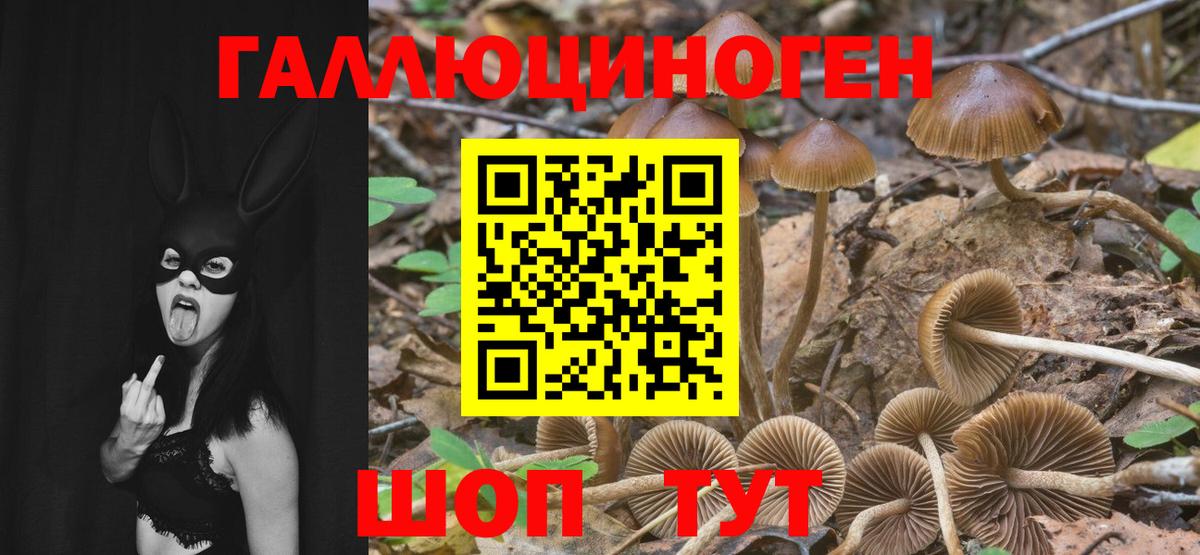 Горно-Алтайск  Галлюциногенные грибы мицелий  купить  цена  Вход с VPN 